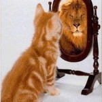 cat in front of mirror doing confidence building exercises 